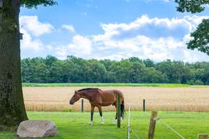 Pferdegerecht und repräsentativ: Hofstelle mit 2 Wohnhäusern und großem Flächenensemble nahe Meppen! – Die vollständige Adresse der Immobilie erhältst du vom Anbieter., 49716 Meppen – Vorschaubild 60