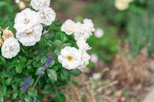 Property thumbnail 29