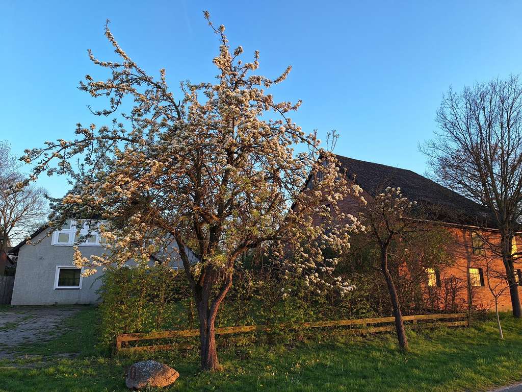 Immobilie in Wittingen - Resthof mit Weide und großem Garten - ideal für Selbstversorger und Tierbesitzer - 1,37ha - Bild 0