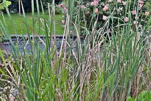 !!! Freistehendes EFH mit viel Wohnfläche u. Grundstück + Outdoorpool, sucht neuen Besitzer !!! – Saalekreis – Vorschaubild 60
