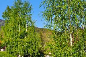 In der Ferienregion Zellertal: Whs., gedämmt, saniert, sofort verfügbar, ohne Provision – Cham (Kreis) – Vorschaubild 2