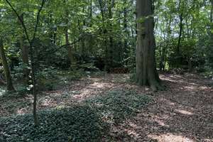 So sehen Träume aus! Imposante Villa auf  9.775 m² parkähnlichem Grundstück und eigenem Wald. – Amtsdamm 65, 27628 Hagen im Bremischen – Vorschaubild 49