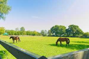 ländliches Anwesen mit parkähnlichem Grundstück, Reitanlage und separatem Gästehaus – Ostholstein (Kreis) – Vorschaubild 9