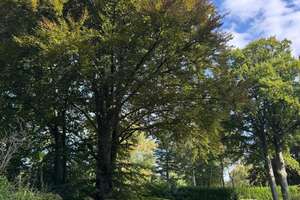 Villa in Köln-Hahnwald 178 m² / 2.000 m² Grundstück – Die vollständige Adresse der Immobilie erhältst du vom Anbieter., 50996 Hahnwald, Köln – Vorschaubild 4