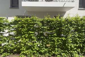 2-Zimmer-Wohnung mit Terrasse in Nürnberg Maxfeld – Distelstraße 5, 90409 Maxfeld, Nürnberg – Vorschaubild 24