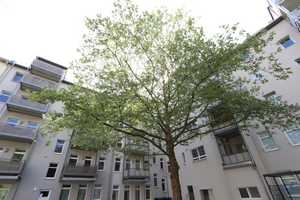 2-ZIMMER-WOHNUNG auf dem BRÜHL mieten – Untere Aktienstraße 8, 9111 Chemnitz – Vorschaubild 3