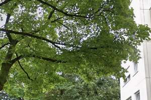 Helle, ruhige 3-Zimmer Wohnung in Pasing/am Westkreuz