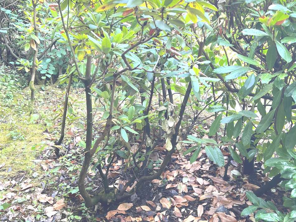 Gartenbereich