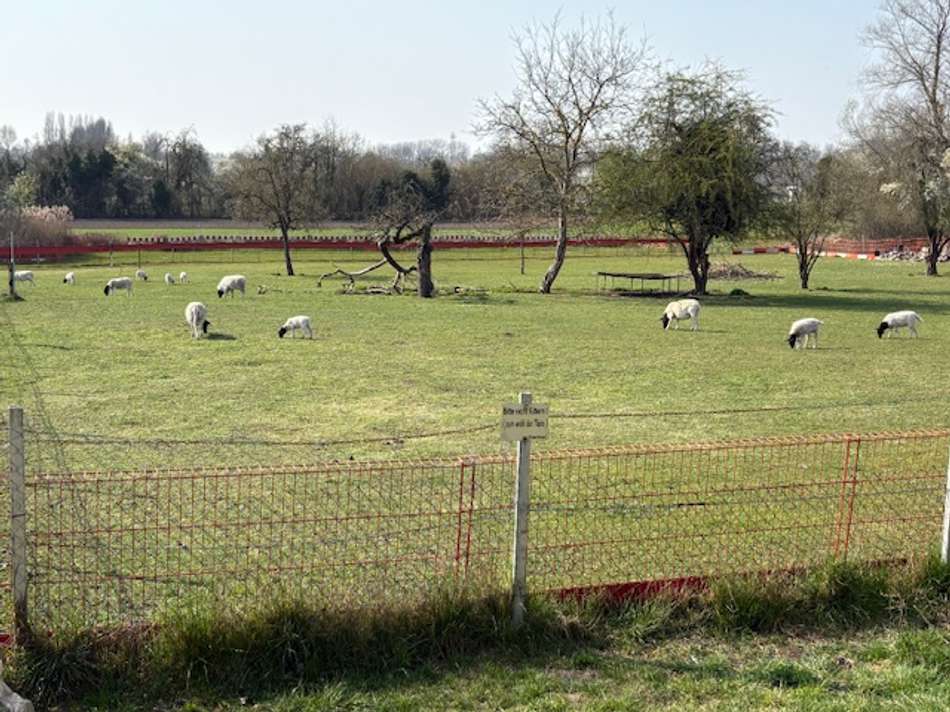 angrenzende Weideflächen