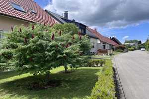 "Herrliches Familienparadies in ruhiger Lage" Sehr gepflegtes 1-2 FH mit großem Garten in Herrenberg – Böblingen (Kreis) – Vorschaubild 3
