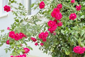 Property thumbnail 42