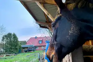Resthof mit Einliegerwohnung und ca. einem ha Land im idyllischen Büttjebüll – Nordfriesland (Kreis) – Vorschaubild 12