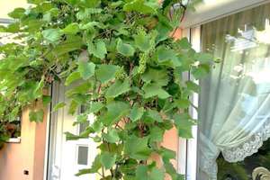 Property thumbnail 31