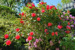 Property thumbnail 9