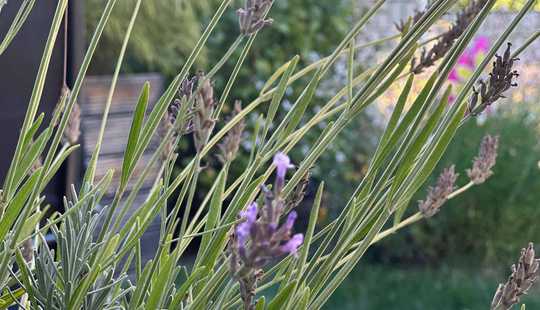 Bild von Neuwertige Doppelhaushälfte in familienfreundlicher Lage!
