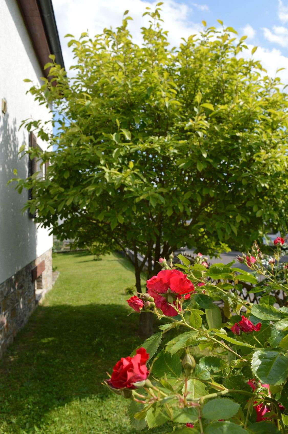 Natur pur – Einfamilienhaus mit blühendem Obstgarten, Bad Kreuznach Kreis – Bild 2