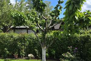 Schönes Wochenende-Haus (Datsche) an der Havel – Breitehornweg 36, 14089 Kladow, Berlin – Vorschaubild 10