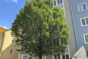 Westend/Theresienhöhe, schön renovierte, ruhige, helle 2-Zi.-Whg. mit EBK, Hochparterre – Parkstraße 9, 80339 Schwanthalerhöhe (Ortsteil), München – Vorschaubild 4