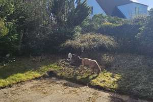 Property thumbnail 13