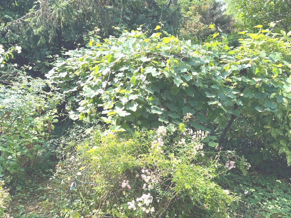 Gartenbereich