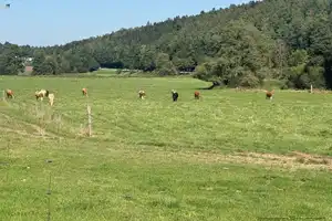 Attraktives Mehrfamilienhaus im malerischem Rieden – ideal für große Familien und Investoren – Amberg-Sulzbach (Kreis) – Vorschaubild 13