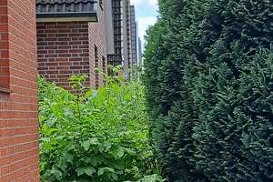 Charmantes Einfamilienhaus in Top Lage von Travemünde von privat  – Fehlingstraße 38, 23570 Travemünde, Lübeck – Vorschaubild 8