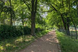 Licht, Lage, Lebensqualität in der Berliner Vorstadt – 14467 Berliner Vorstadt, Potsdam – Vorschaubild 11