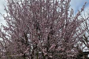 Haus Südseite 3 Zimmer Garten sonnig möbliert Piano Mariendorf  – Die vollständige Adresse der Immobilie erhältst du vom Anbieter., 12107 Mariendorf, Berlin – Vorschaubild 2