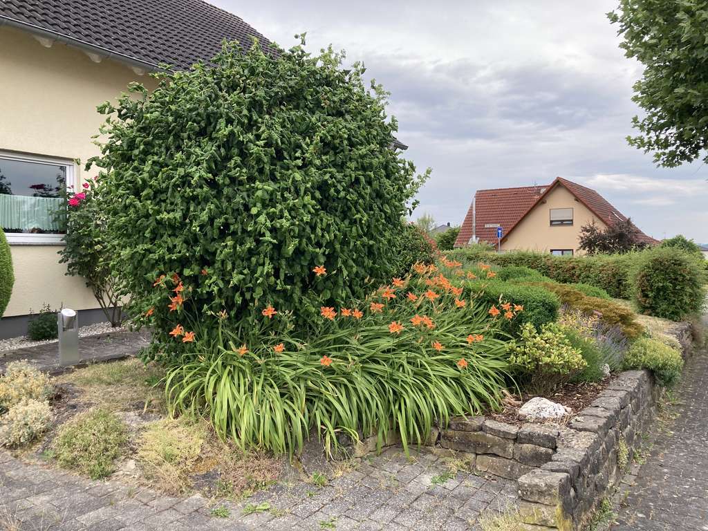 Immobilie in Speicher - Gepflegtes Einfamilienhaus mit Garage in Speicher - Bild 0