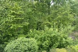 DG in Münster-Coerde in absolut ruhiger Lage (keine WG, nur Einzelperson) – Volbachweg 00, 48157 Coerde, Münster – Vorschaubild 9