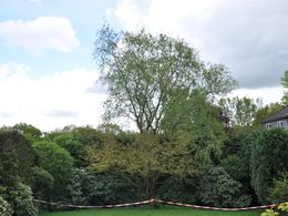 Baugrundstück im grünen