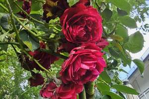 Property thumbnail 36