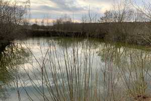 Naturnahes Familiendomizil mit parkähnlichem Garten und eigenen Teichen – Helmstedt (Kreis) – Vorschaubild 20