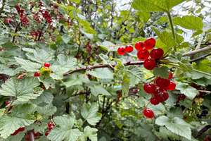 Property thumbnail 22