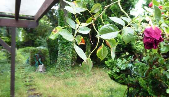 Bild von + Darmstadt-Arheilgen mit großem Gartenparadies - Freistehend mit Garagen und großem Garten +