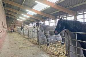 Niedersachsen, Landkreis Cuxhaven, Wurster Nordseeküste - Gutshof, Reitimmobilie mit Stallungen – Die vollständige Adresse der Immobilie erhältst du vom Anbieter., 27637 Nordholz – Vorschaubild 13