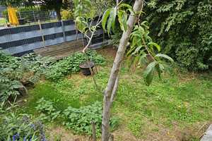 Zweifamilienhaus mit einem separaten Wohnnebengebäude und sehr besonderen Garten in Oberhausen – Karlsruhe (Kreis) – Vorschaubild 53
