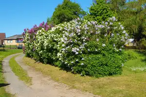 Natur pur – Einfamilienhaus mit großem Grundstück und Seenähe – Mecklenburg-Strelitz (Kreis) – Vorschaubild 3