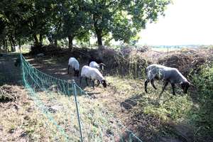 Property thumbnail 7