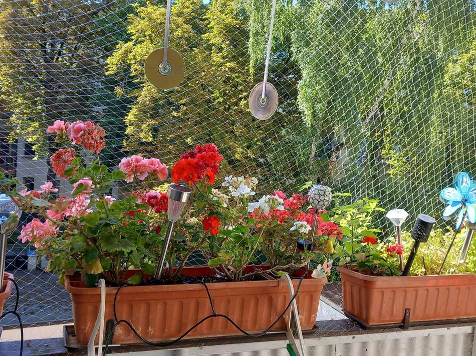 Blick vom Balkon ins Grüne