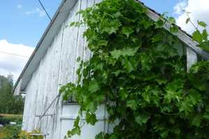 Landhaus klein und fein sucht Gartenliebhaber. – Augsburg – Vorschaubild 15