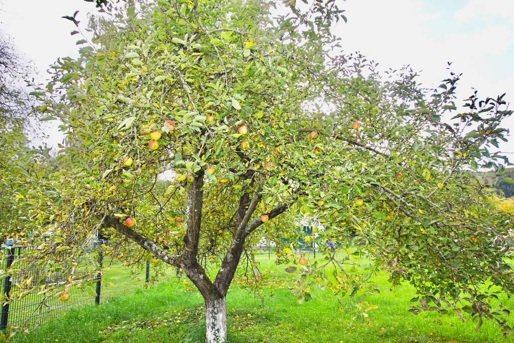 Immobilie in Schweppenhausen - Einfamilienhaus mit Entwicklungspotential in Schweppenhausen - Bild 2