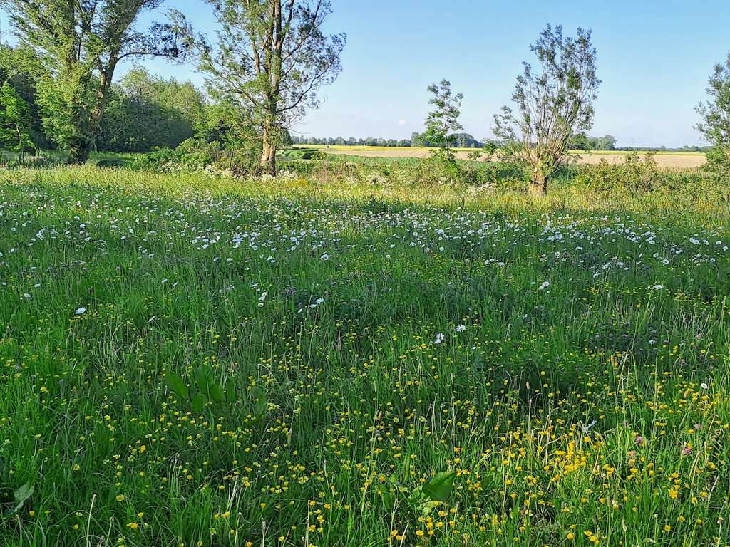 Immobilie in Witzwort - Ruhe, Weite, Meer, Exklusives Zweifamilienhaus unter Reet                   in stilvoller Privatsphä - Bild 2