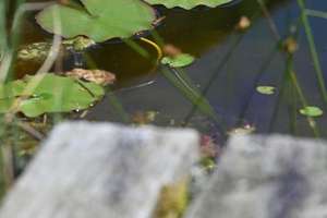 Provisionsfrei* Wohnen wie im Urlaub - Traumhaus im Biosphärenreservat Rhön – Die vollständige Adresse der Immobilie erhältst du vom Anbieter., 36163 Poppenhausen (Wasserkuppe) – Vorschaubild 46