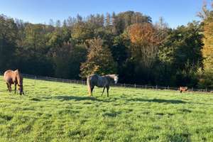 Reitanlage auf 11,5 ha zu verkaufen – Die vollständige Adresse der Immobilie erhältst du vom Anbieter., 51399 Burscheid – Vorschaubild 17