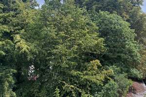 3,5 Raum ohne Balkon in guter Lage von Essen - Holsterhausen – Müllerstraße 5, 45147 Holsterhausen, Essen – Vorschaubild 15