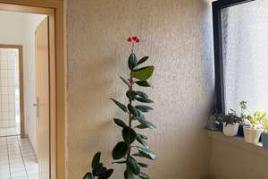 Ruhige 2,5 Raumwohnung mit Balkon auf der Tiergartenstraße – Die vollständige Adresse der Immobilie erhältst du vom Anbieter., 47053 Dellviertel, Duisburg – Vorschaubild 3