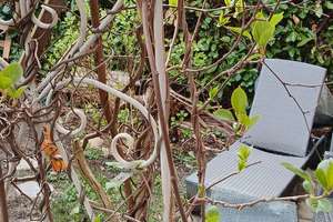 Ruhige Erdgeschosswohnung mit einmaligem Garten in zentraler Lage in der Unterwiehre – 79100 Unterwiehre-Süd, Freiburg im Breisgau – Vorschaubild 11