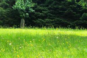 Rarität Nähe Freyung - Ferienhütte mit Bienenhaus und  Fischweiher - totale Alleinlage!!! – Die vollständige Adresse der Immobilie erhältst du vom Anbieter., 94078 Freyung – Vorschaubild 7