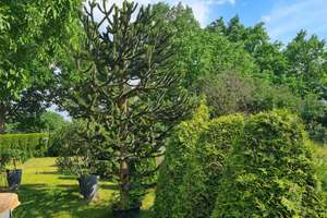 Property thumbnail 12